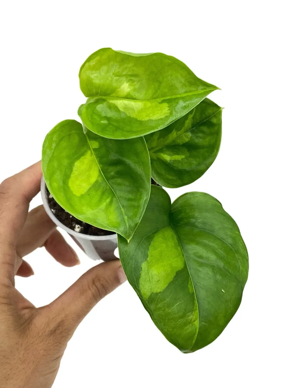 Plant and Stories Global Green pothos pot 6 cm bicolore