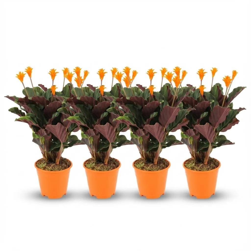Plant and Stories Calathea Crocata plante d'intérieur 14cm velours