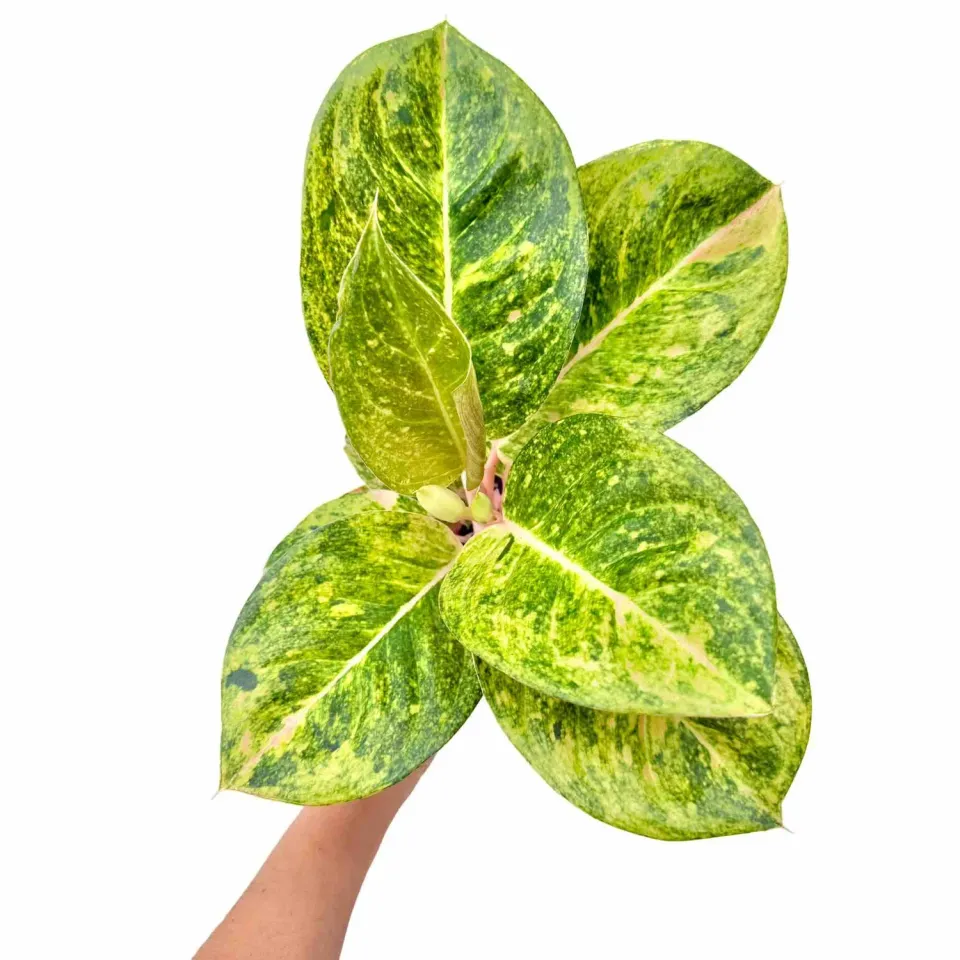 Plant and Stories Aglaonema Apple Green plante verte pot 12 cm