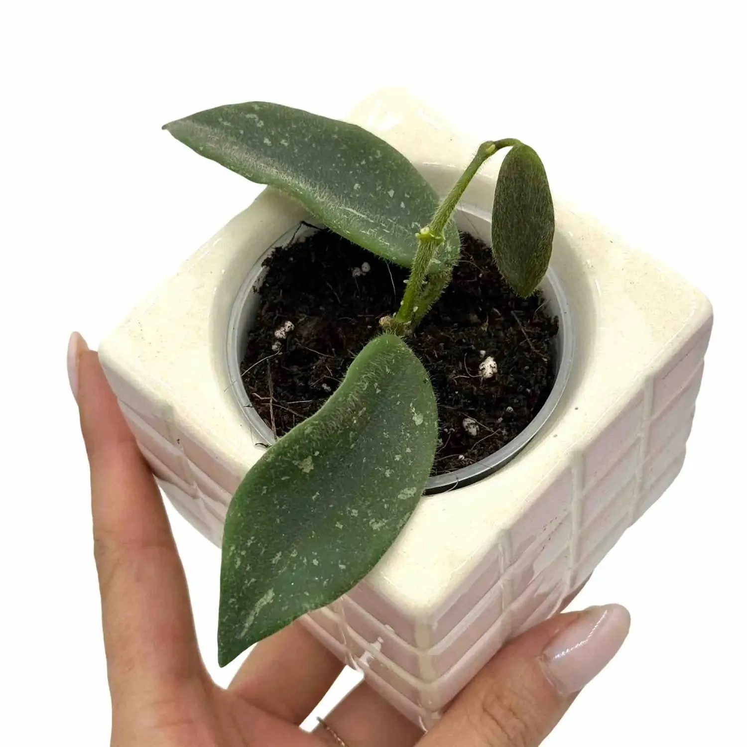 Plant and Stories Thomsonii hoya 6 cm fleurs étoilées himalayen