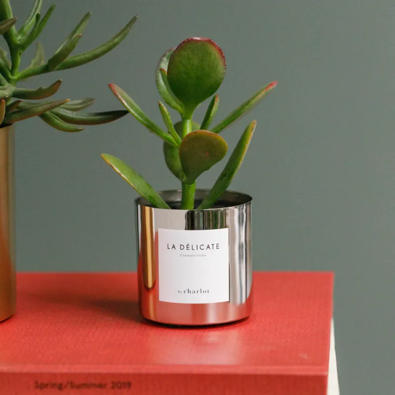 By Charlot La Délicate miniature Crassula pot 6 cm