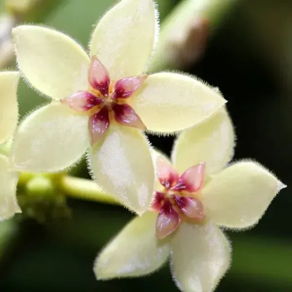 Plant and Stories Hoya Kastbergii plante d'intérieur pot 6 cm velouté