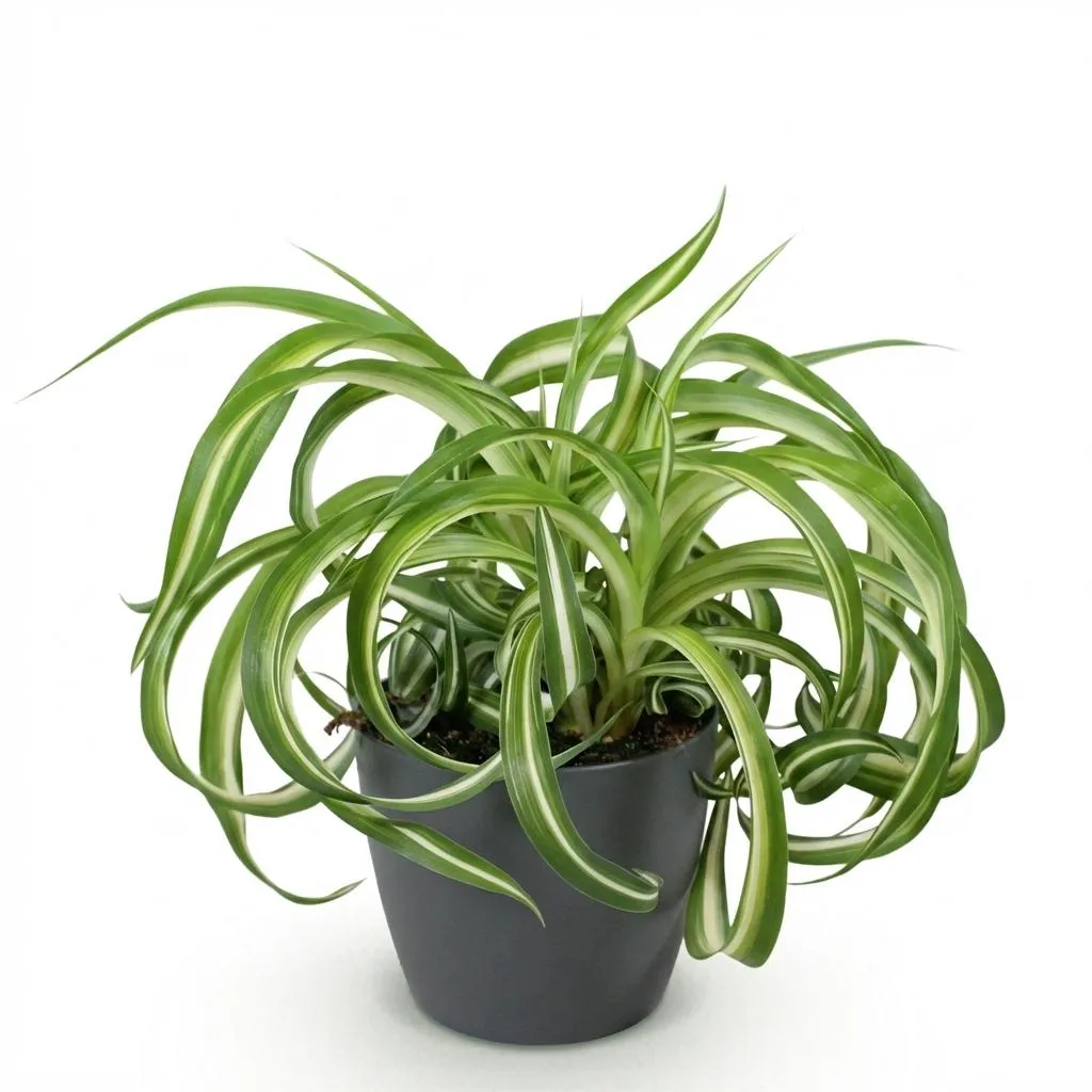 Plant and Stories Chlorophytum Bonnie plante pot 12cm bouclée