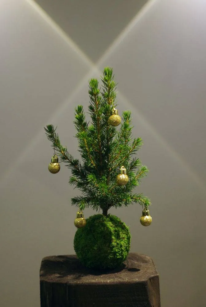 AQUAPHYTE Mon beau Sapin kokedama picea Noël