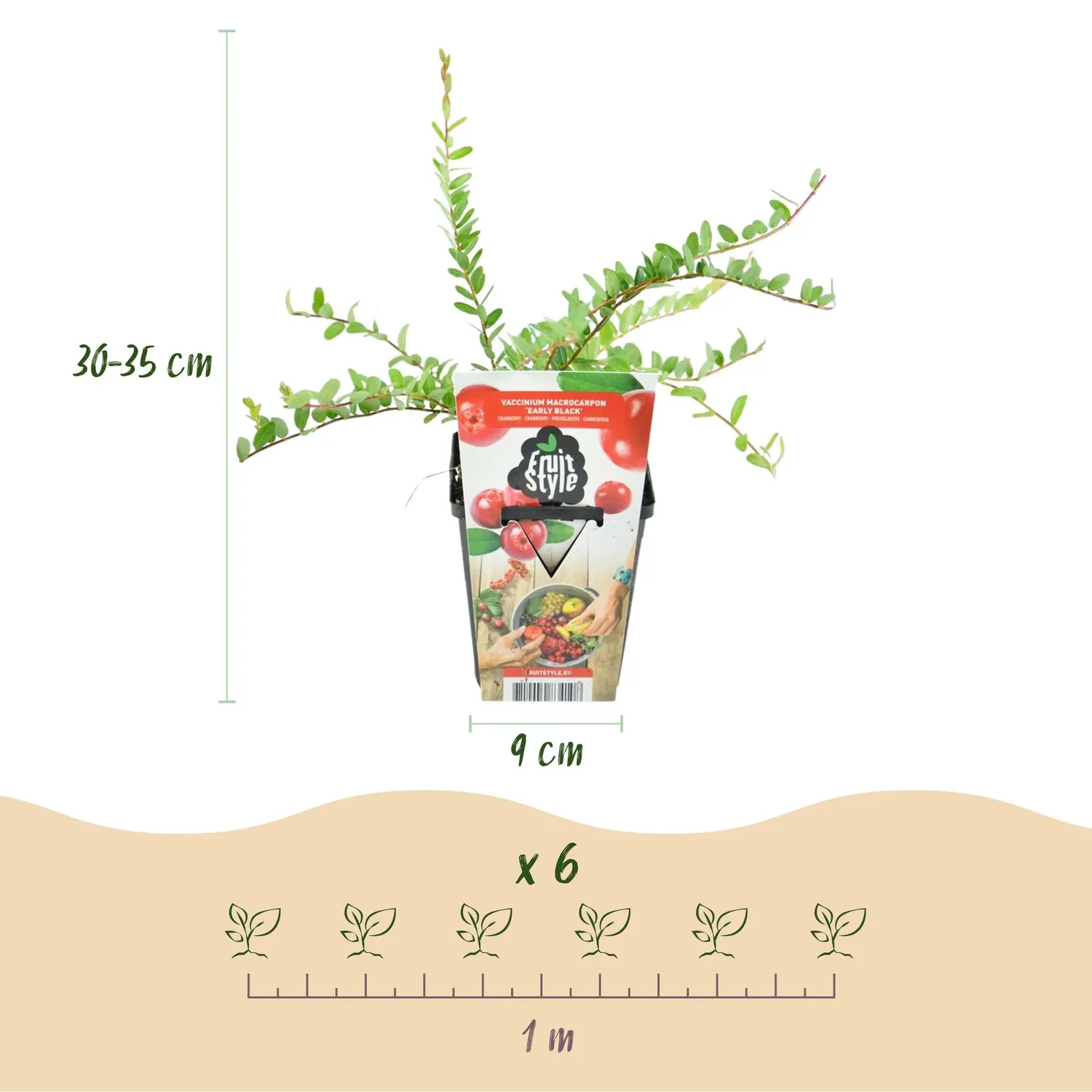 Plant and Stories Canneberge Early Black fruitier pot 9 cm 3 plants rustique