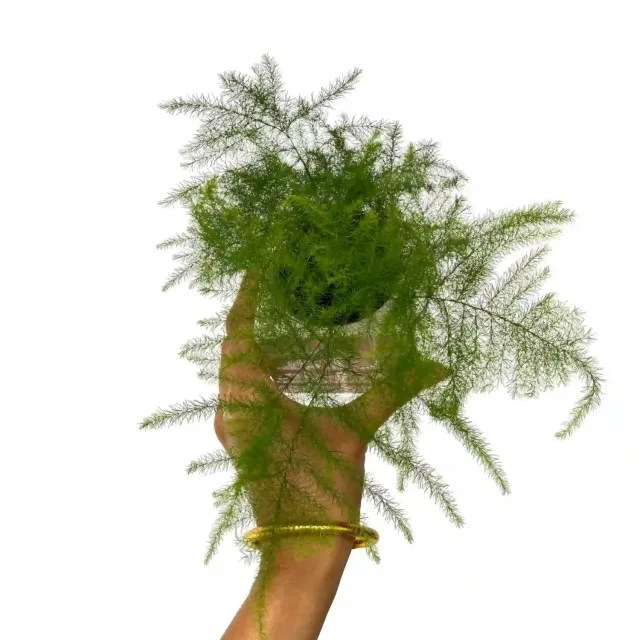 Plant and Stories Asparagus Plumosus Setaceus fougère pot 6cm