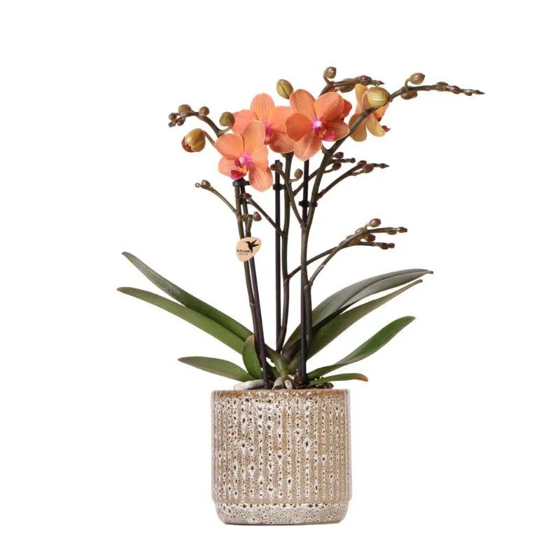 Plant and Stories Mineral Bolzano orchidée pot 9 cm orange cache-pot