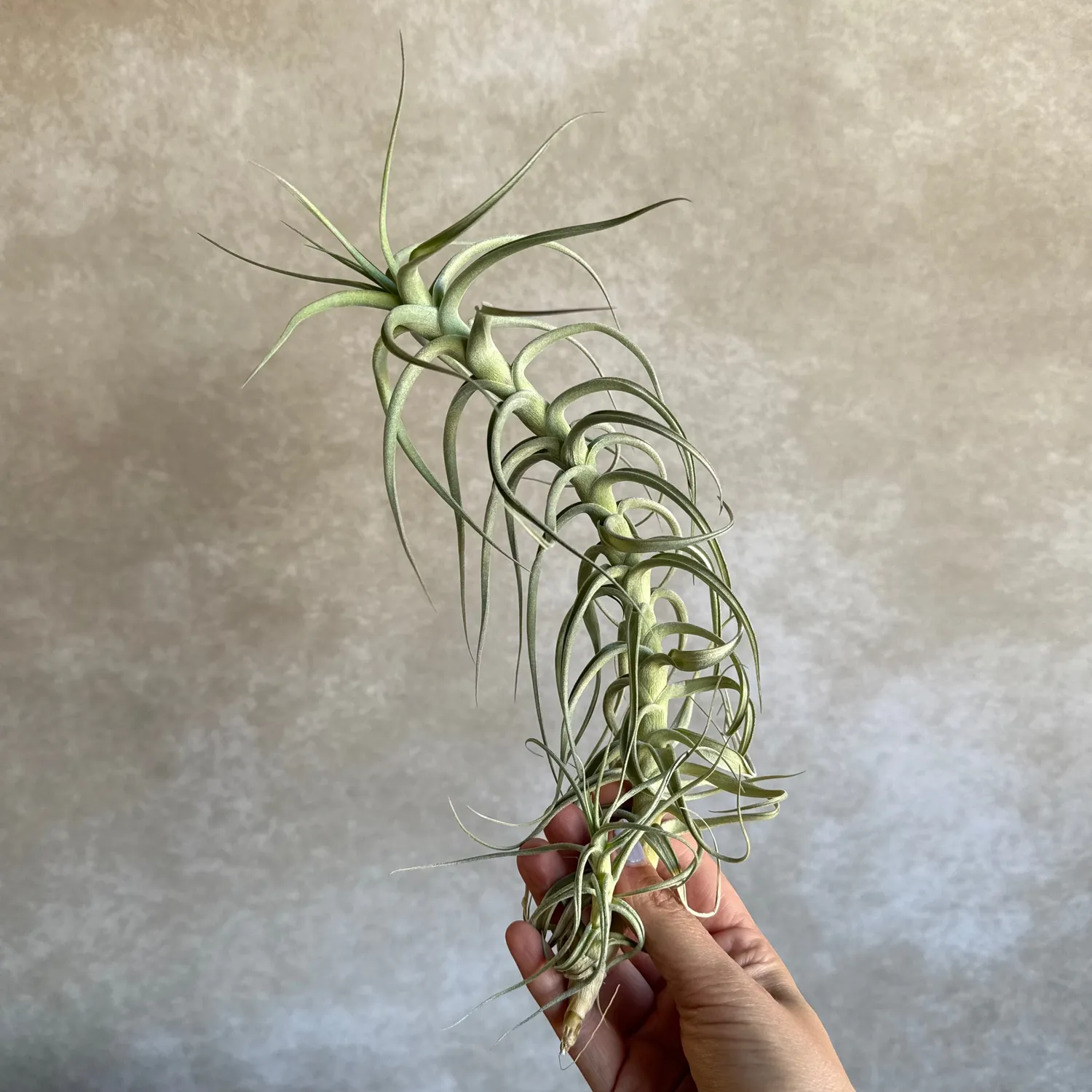 Airplantshop Tillandsia bergeri XXL plante aérienne 30 cm grise