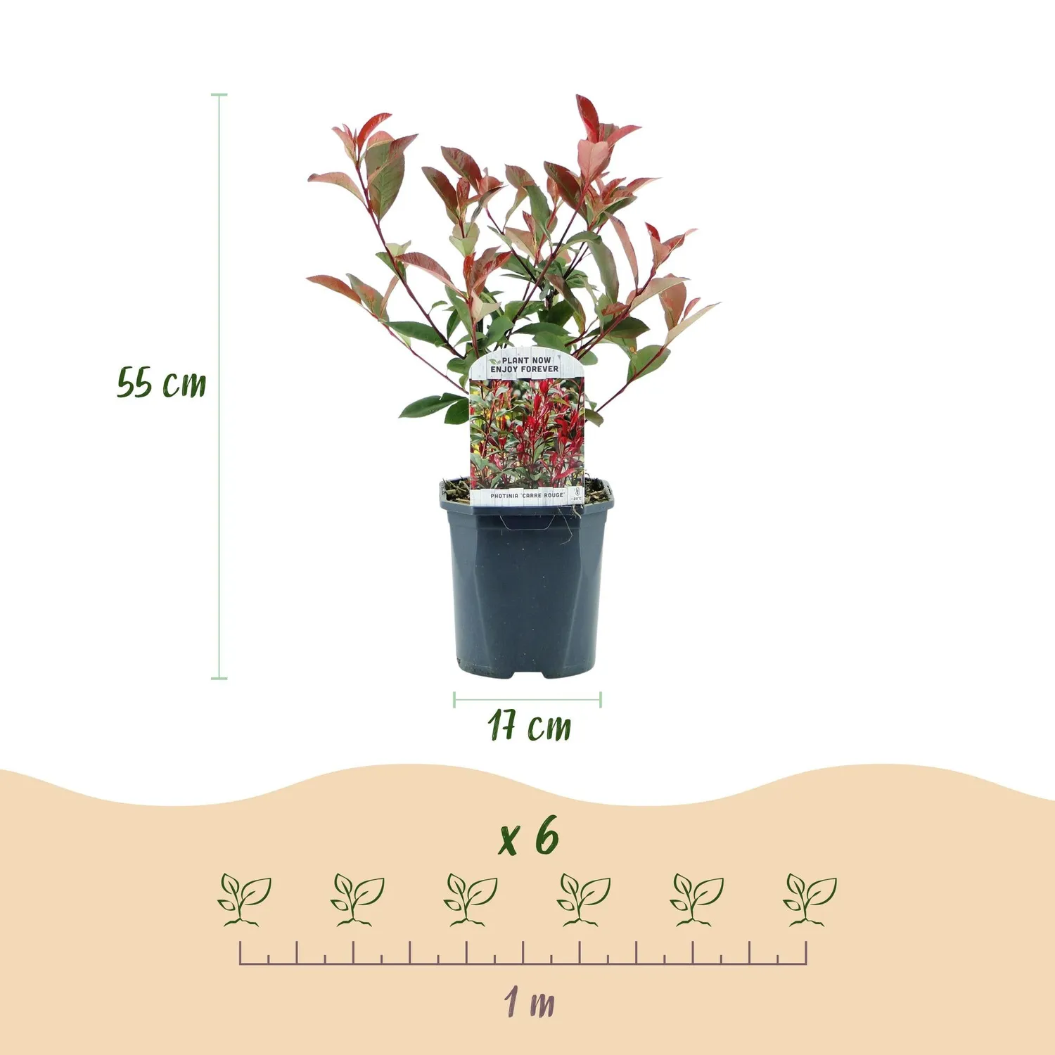 Plant and Stories Carré Rouge photinia haie pot 17cm