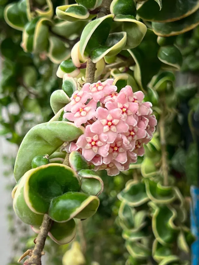 Plant and Stories Compacta Variegata hoya panachée pot 6 cm