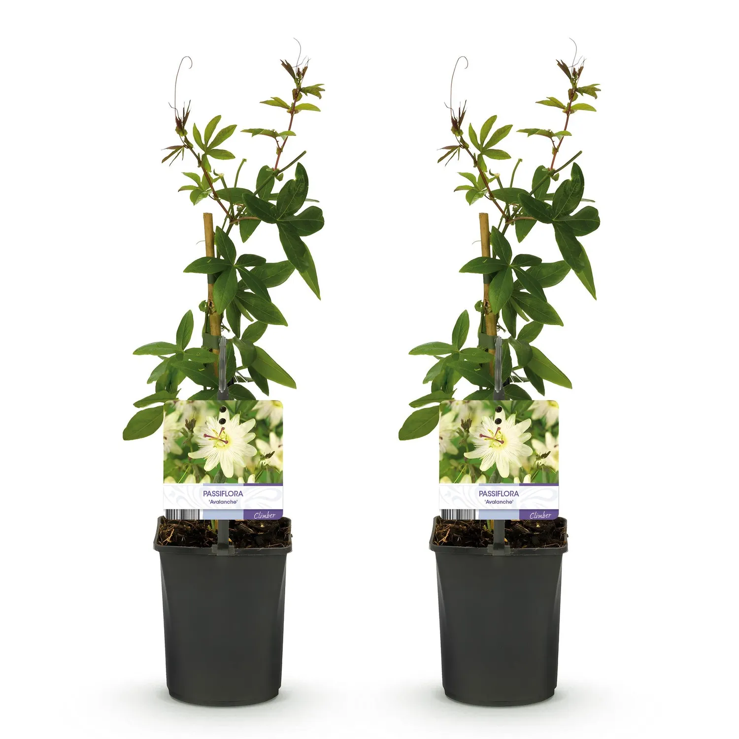 Plant and Stories Passiflore Avalanche plante grimpante lot 2