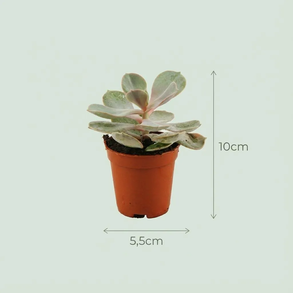Plant and Stories Mini Succulentes lot 30 mix surprise pot 5 cm