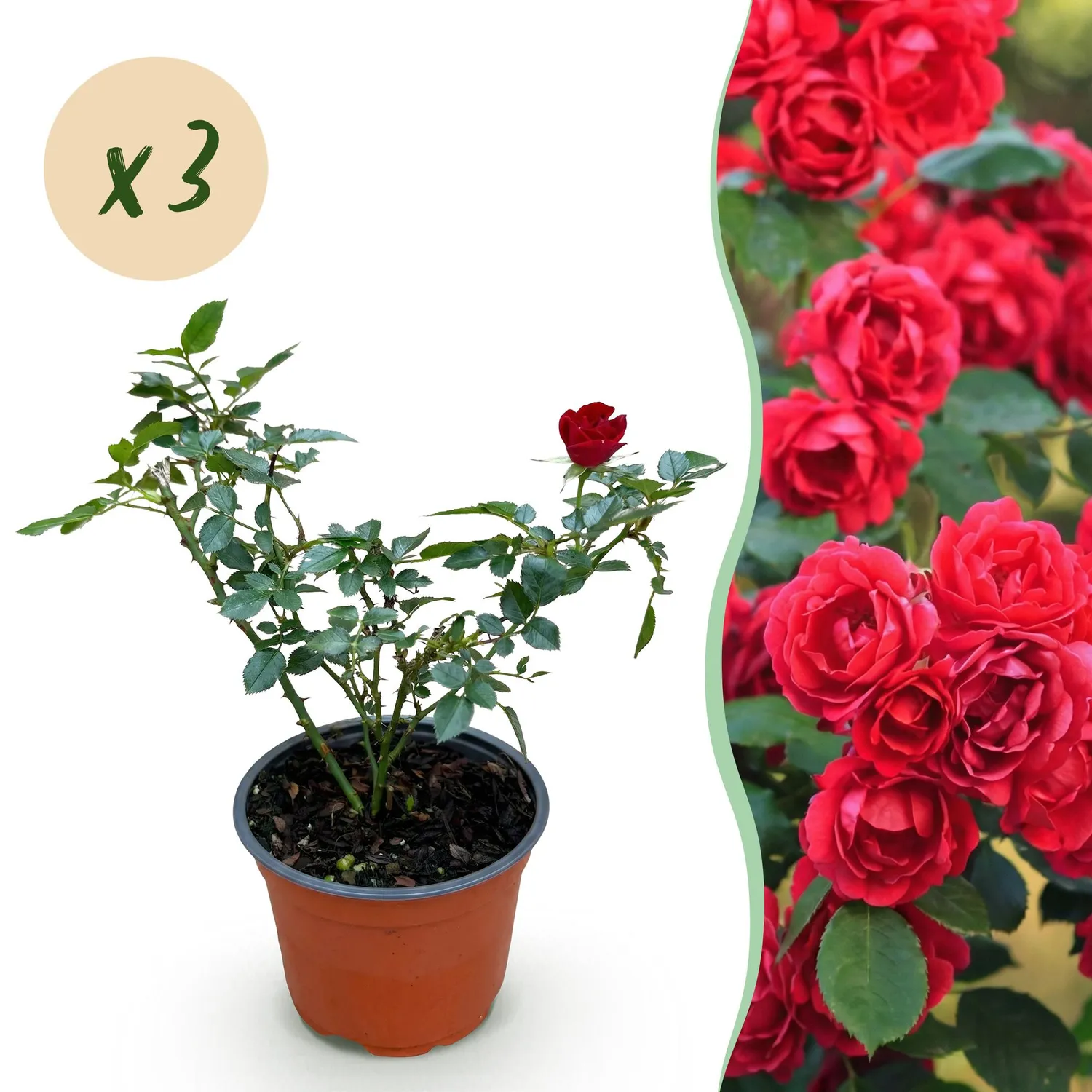 Plant and Stories The Fairy rosier couvre-sol 1 plant rouge