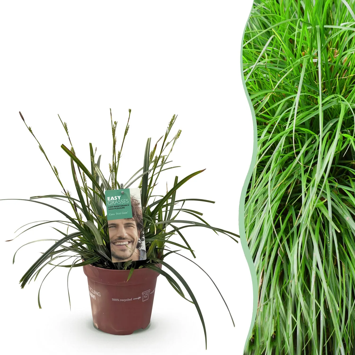 Plant and Stories Carex Intense Green laîche verte pot 17 cm