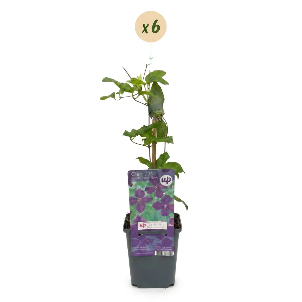 Plant and Stories Clématite Polish Spirit grimpante 4 plants violet