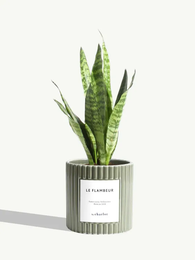 By Charlot Le Flambeur plante céramique olive cannelée