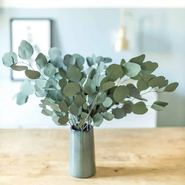 Réconciliation Végétale eucalyptus populus botte séchée 150g verte