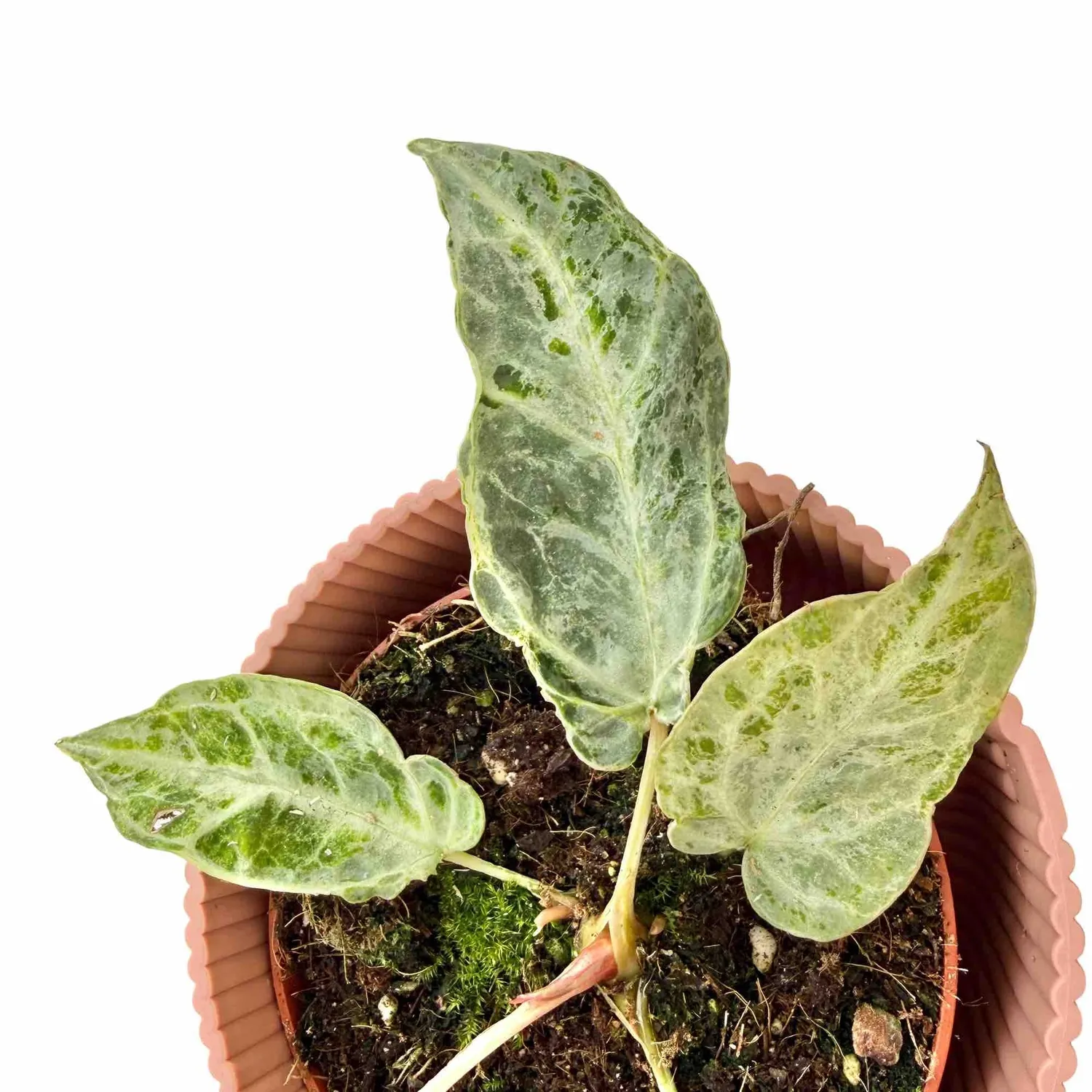 Plant and Stories Anthurium Silver Blush Mint plante pot 12cm