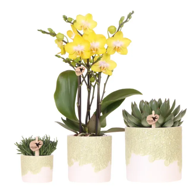 Plant and Stories Albenga orchidée jaune coffret 9 cm