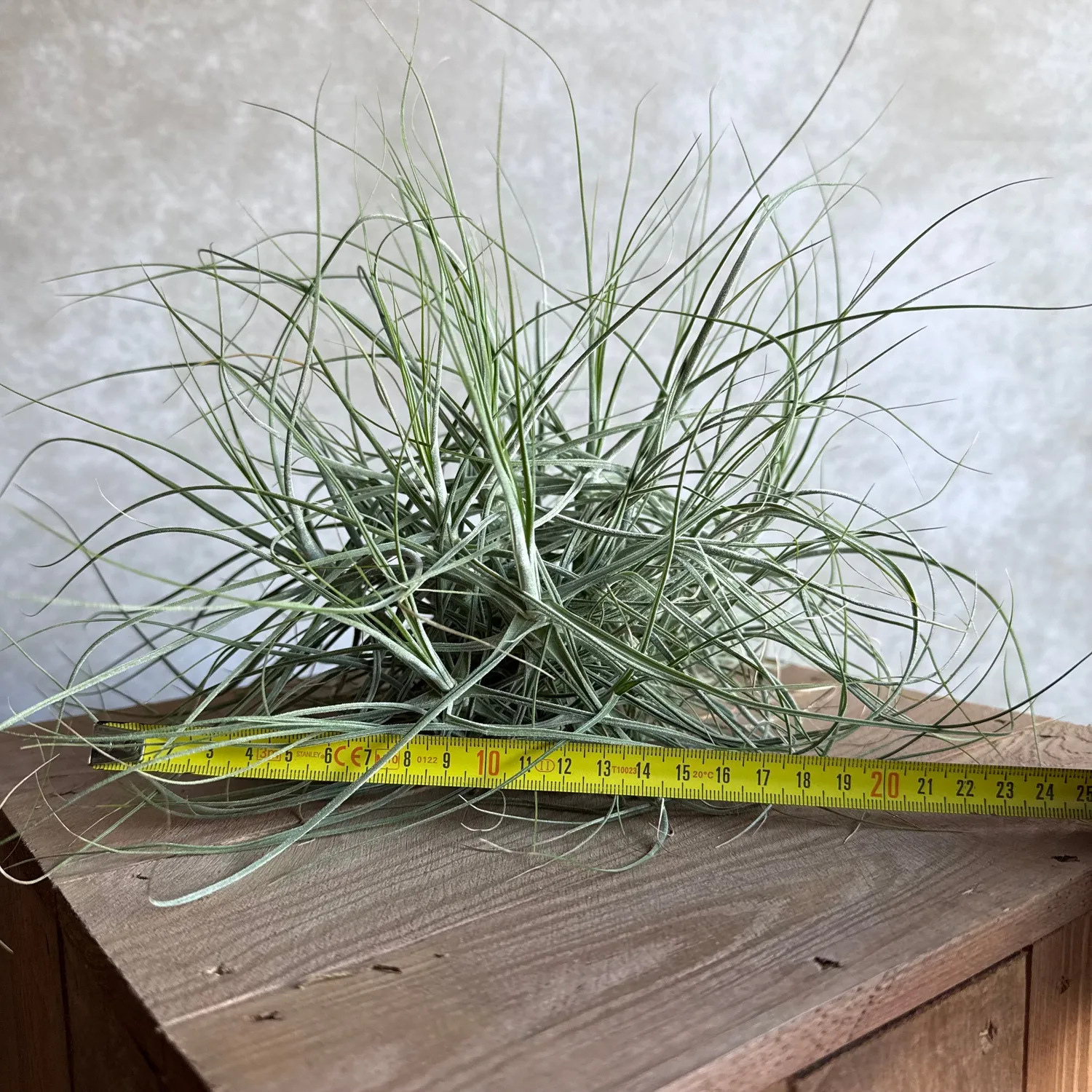 Airplantshop Schiedeana XXL tillandsia 20 cm désert