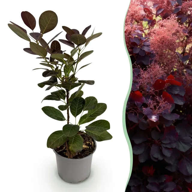 Plant and Stories arbre à perruque Royal Purple pot 12 cm pourpre