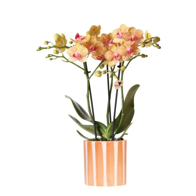 Plant and Stories Phalaenopsis Bolzano orchidée orange pot 9 cm