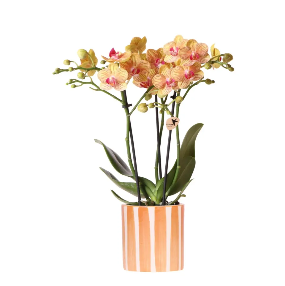 Plant and Stories Phalaenopsis Bolzano orchidée orange pot 9 cm
