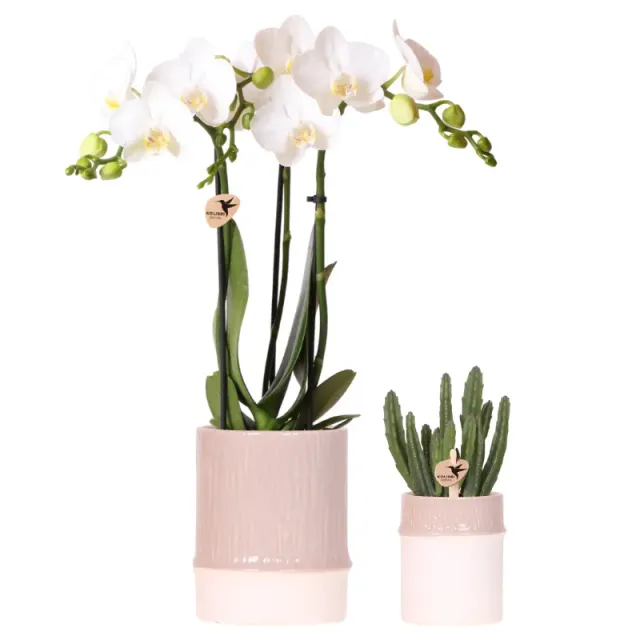 Plant and Stories Phalaenopsis amabilis orchidée blanche coffret 9 cm