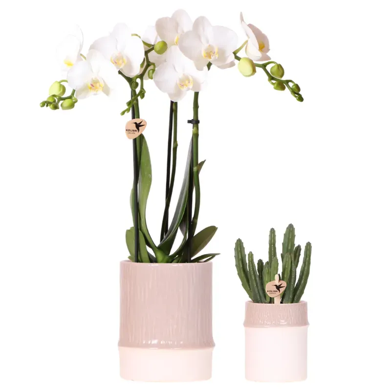 Plant and Stories Phalaenopsis amabilis orchidée blanche coffret 9 cm