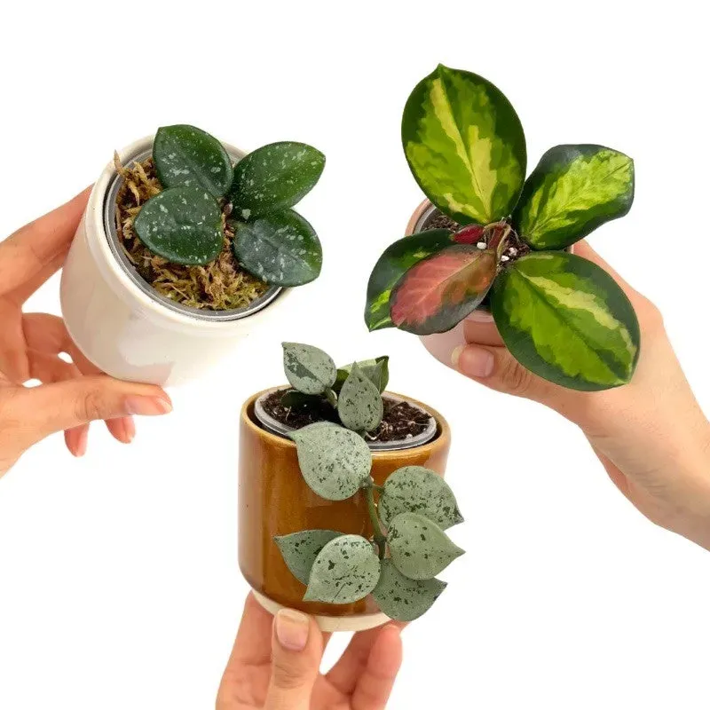 Plant and Stories Trio Hoya Eskimo Mathilde Lisa pot 6cm