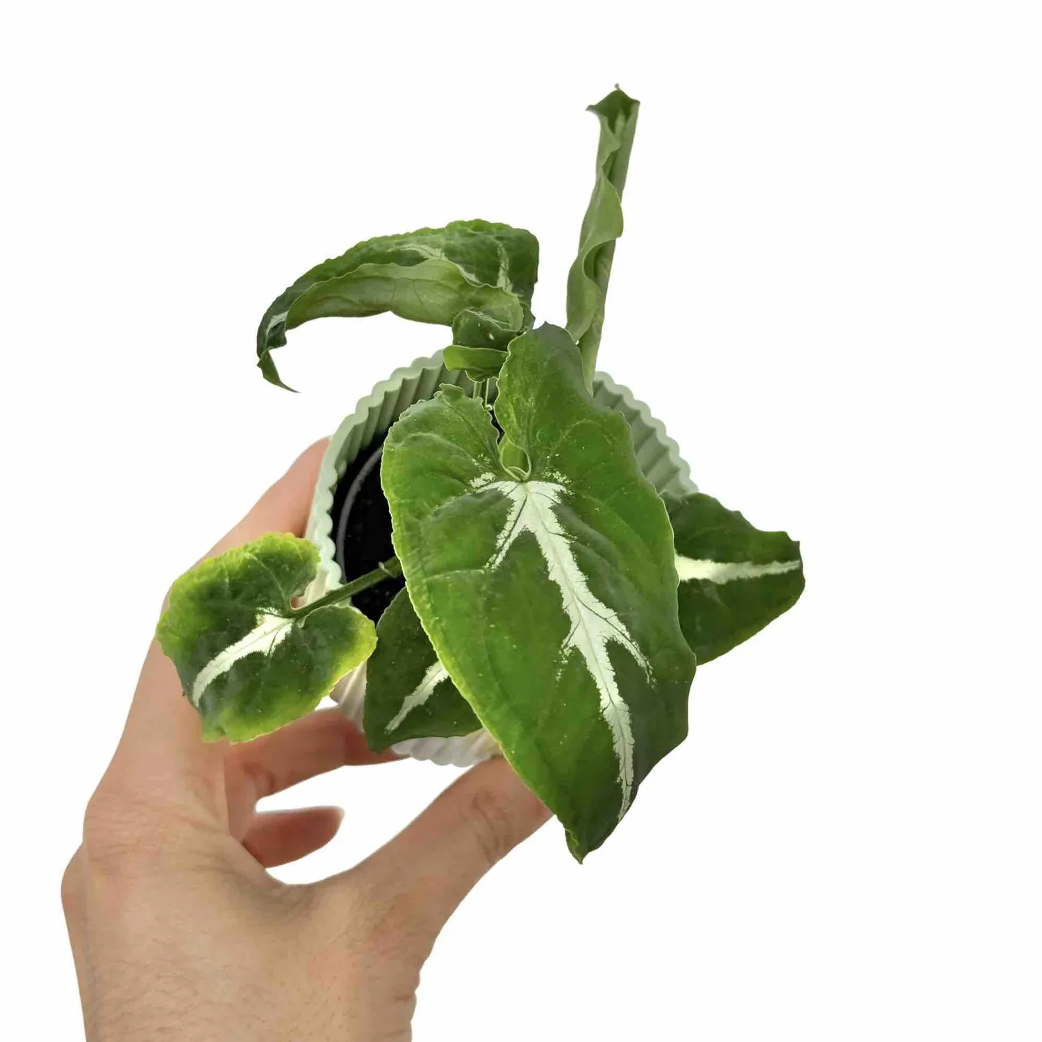 Plant and Stories Syngonium Wendlandii plante pot 6 cm velours