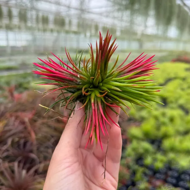 Airplantshop Tillandsia Ionantha Fuego plante aerienne rouge