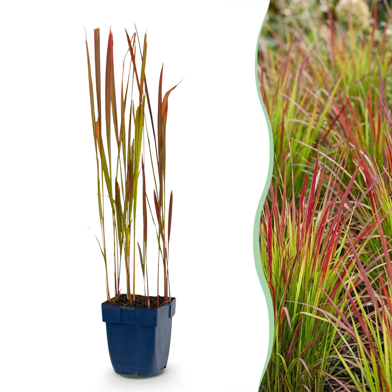 Plant and Stories Imperata Red Baron graminée 1 plant rouge