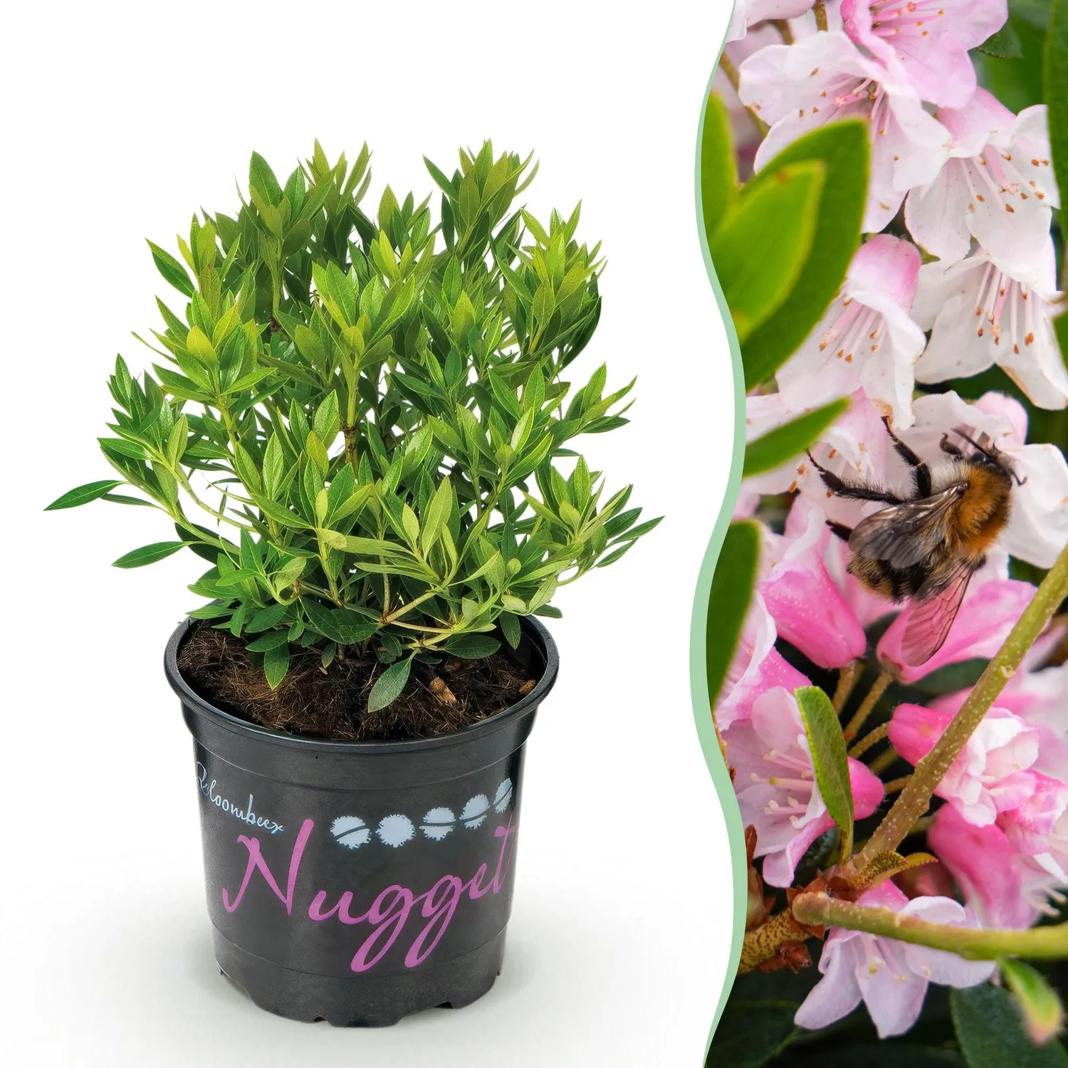 Plant and Stories Bloombux Rose Clair rhododendron 1 plant persistant