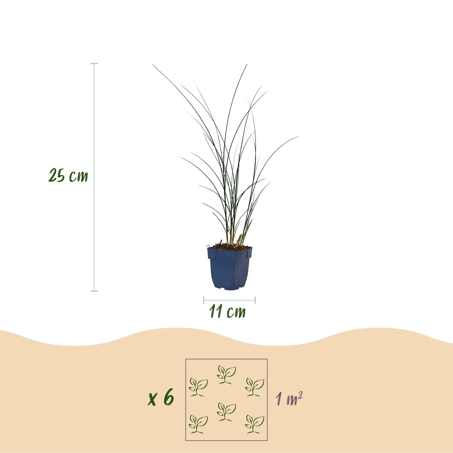 Plant and Stories Miscanthus Gracillimus graminée pot 11cm lot 6 plants
