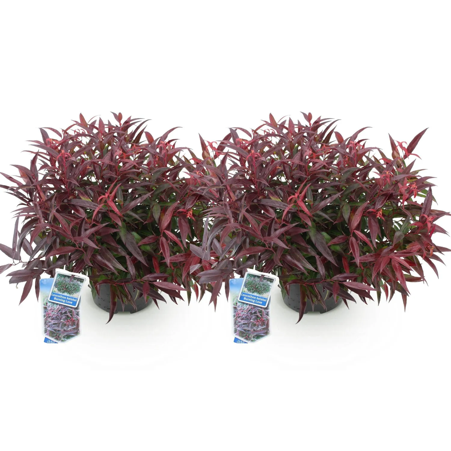 Plant and Stories Leucothoé Burning Love arbuste pot 17 cm ombre