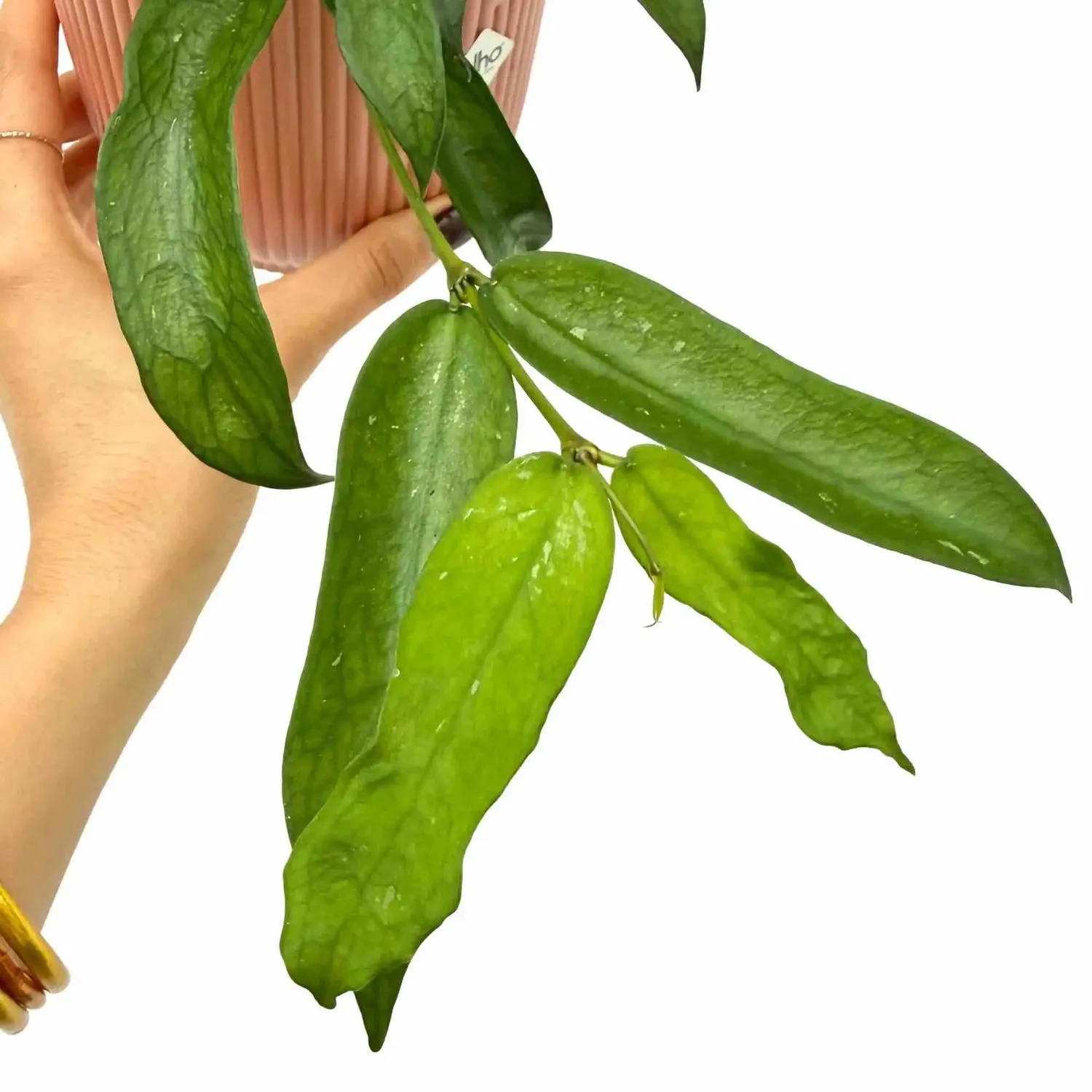 Plant and Stories Hoya Pandurata plante pot 10,5 cm violon