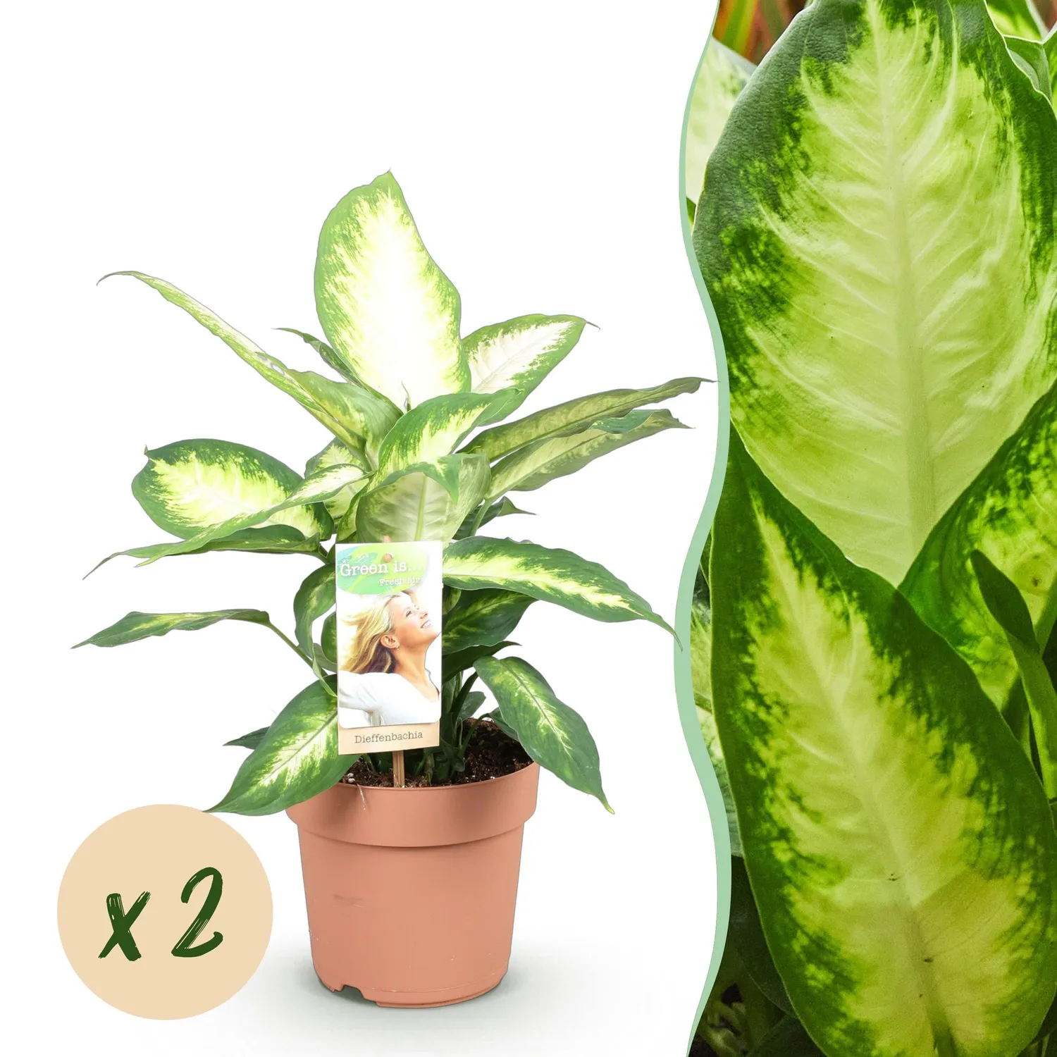 Plant and Stories Dieffenbachia Camilla plante pot 17cm 1 plante panachée