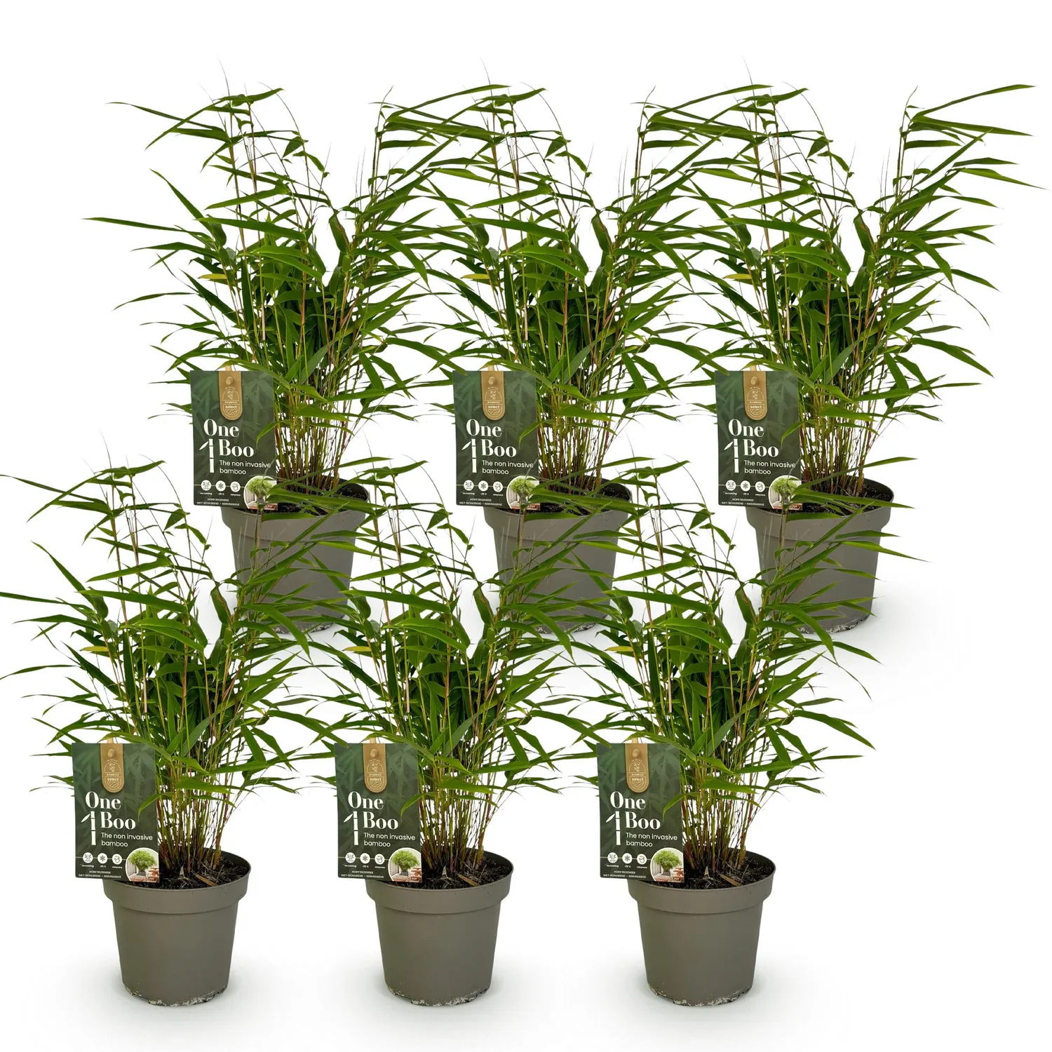 Plant and Stories Bambou Fargesia Rufa brise-vue 2 plants pot 14cm