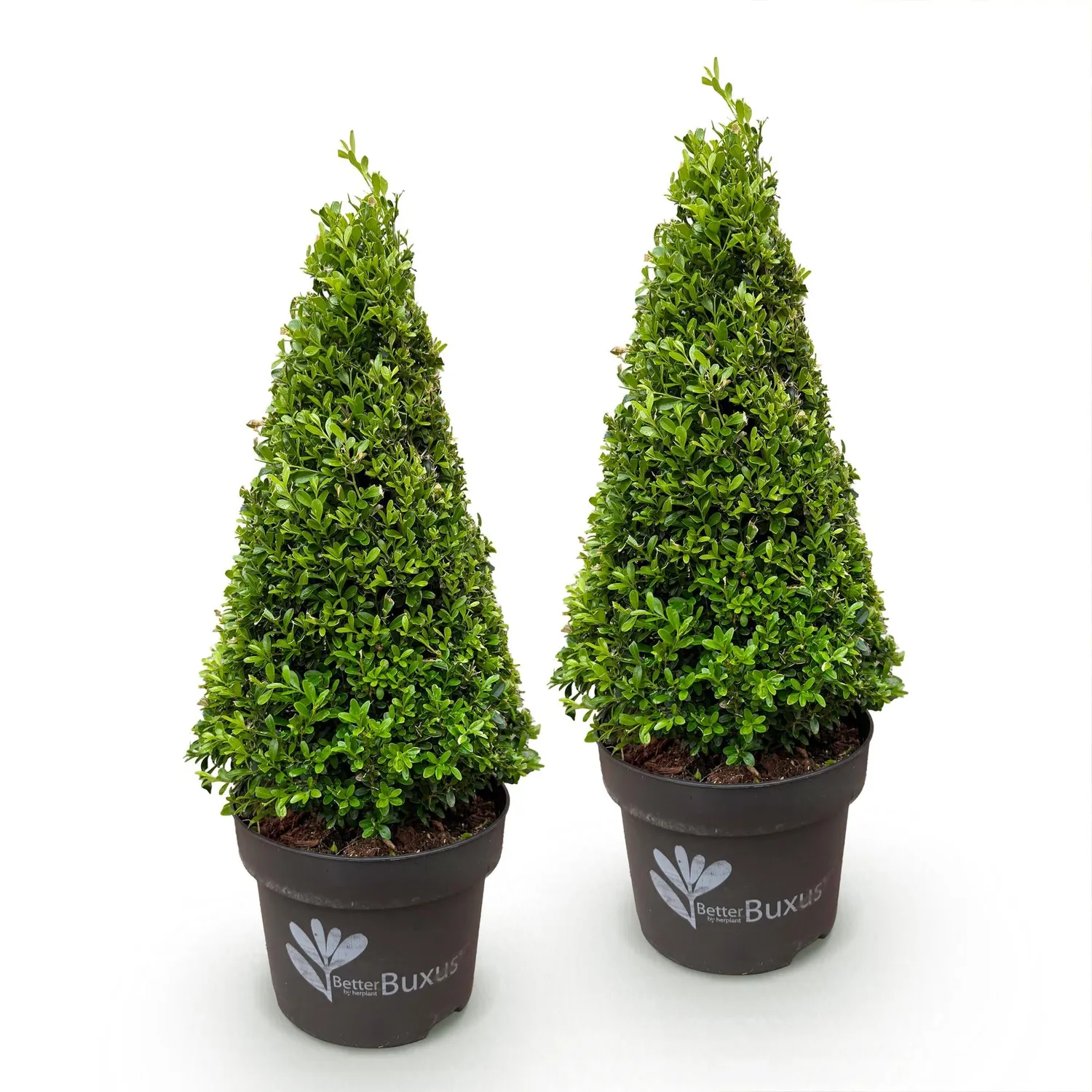 Plant and Stories BetterBuxus Skylight buis pyramide pot 23cm