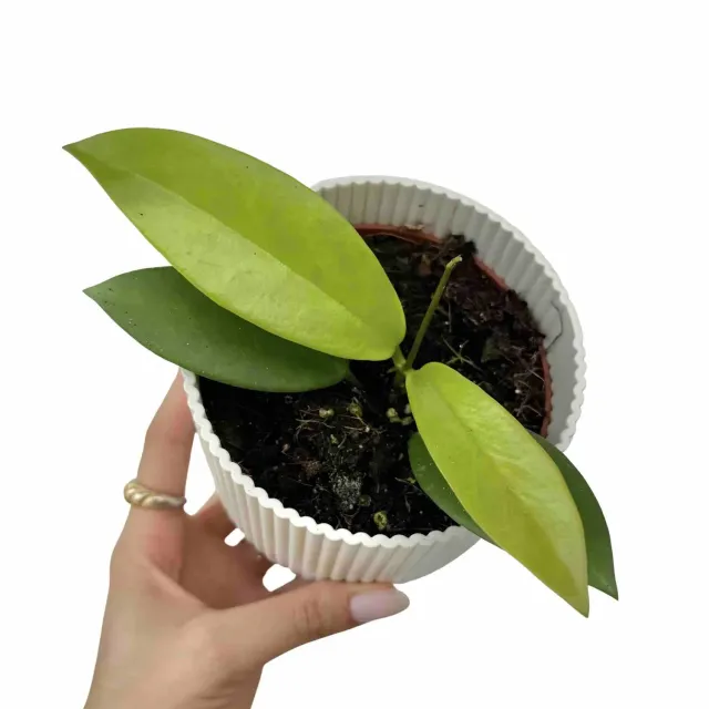 Plant and Stories Hoya Black Dragon Liane Pot 10,5cm Parfumé