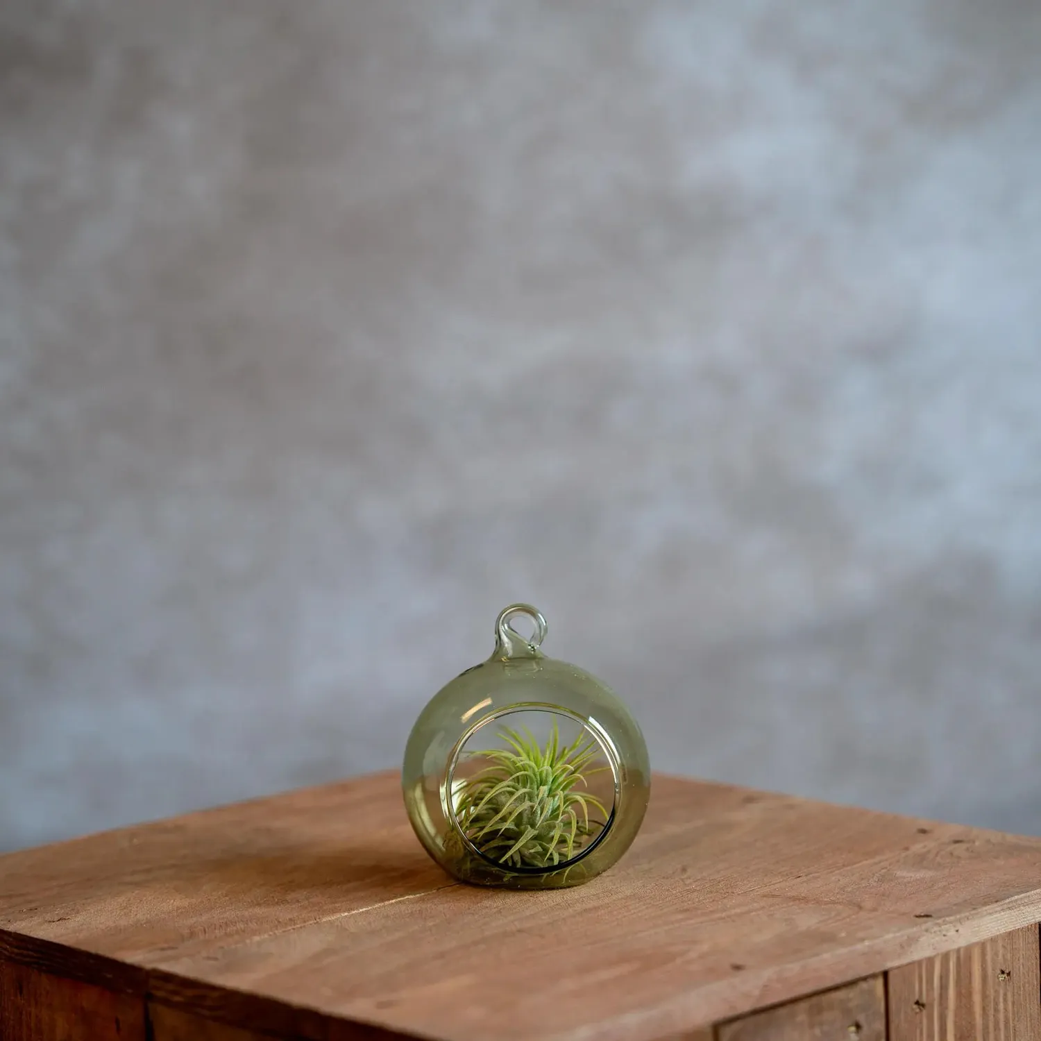 Airplantshop boule en verre 8 cm plante aérienne tillandsia