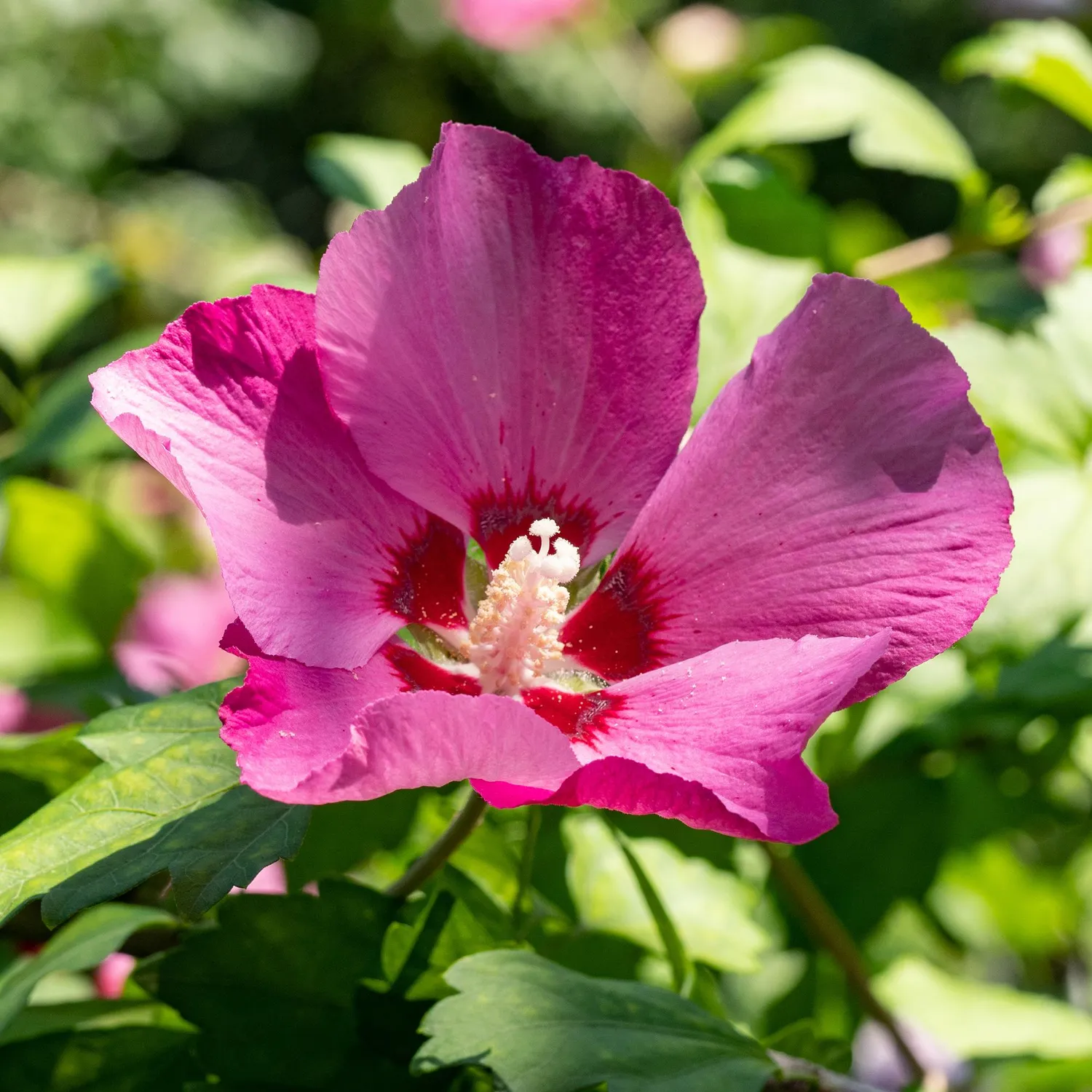 Plant and Stories Woodbridge hibiscus 1 plant pot 17 cm