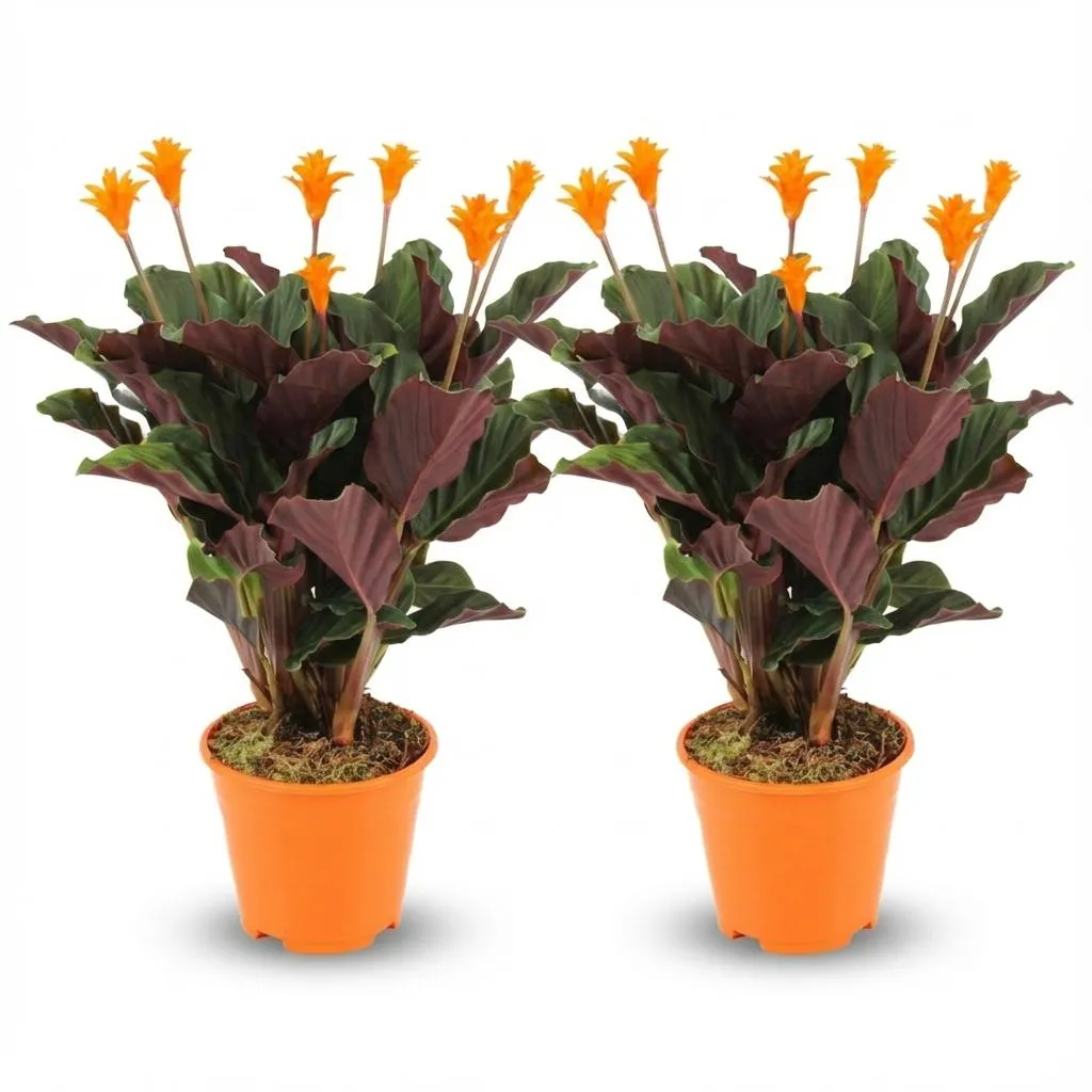 Plant and Stories Calathea Crocata plante d'intérieur 14cm velours