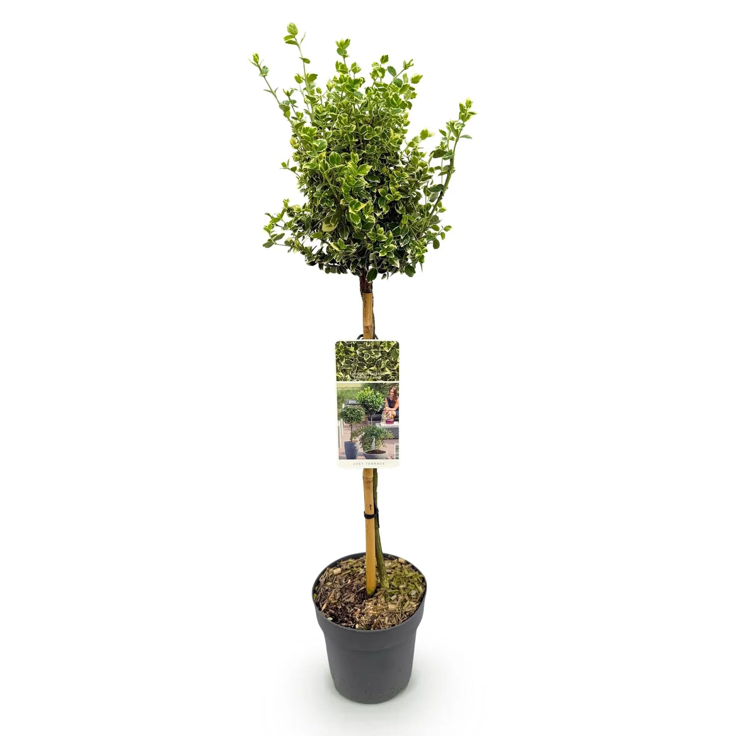 Plant and Stories Fusain Emerald Gaiety tige 90 cm pot 19 cm