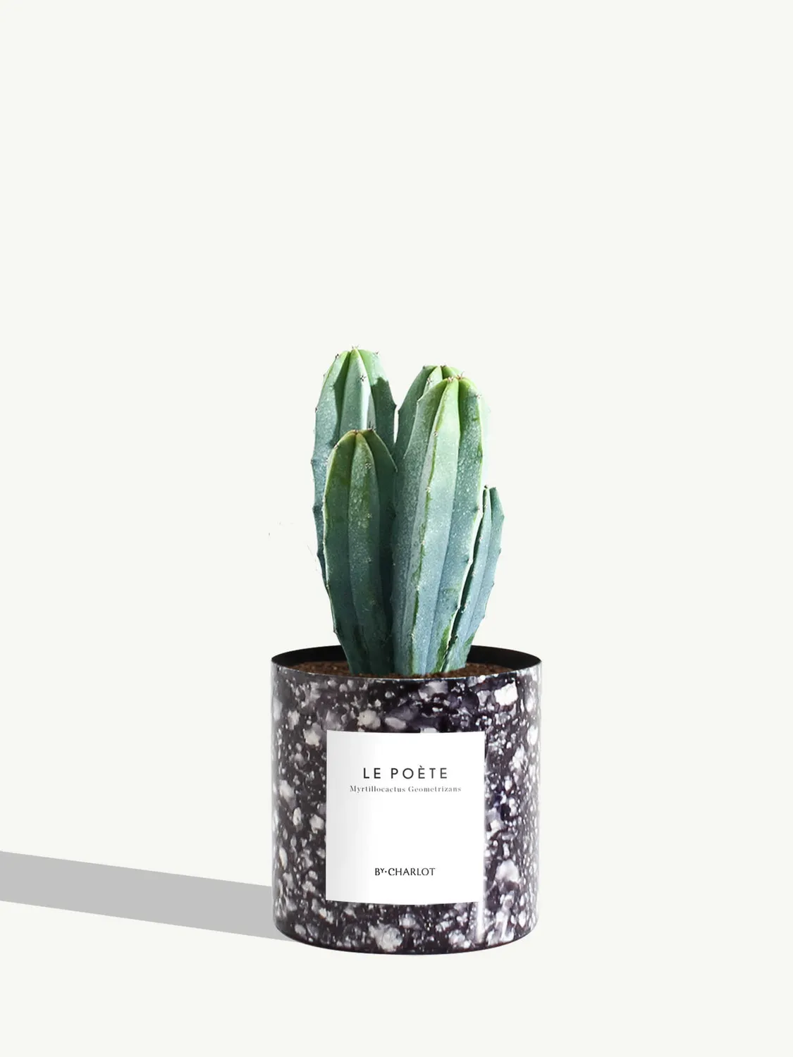 By Charlot Le Poète cactus myrtillocactus pot 10 cm