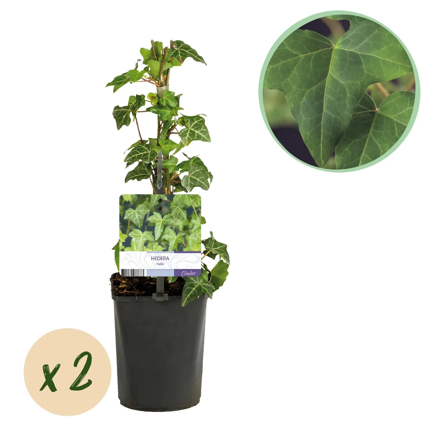 Plant and Stories Lierre Hedera helix plante grimpante lot 2 ombre