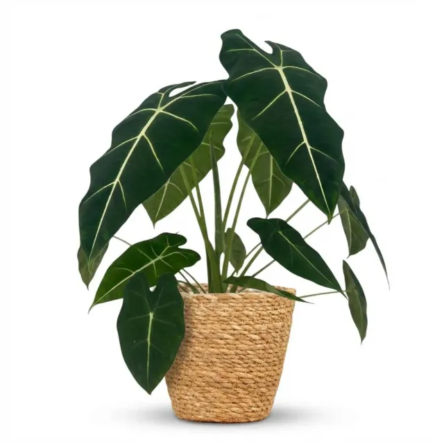 Plant and Stories Alocasia Frydek plante d’intérieur 60 cm velours