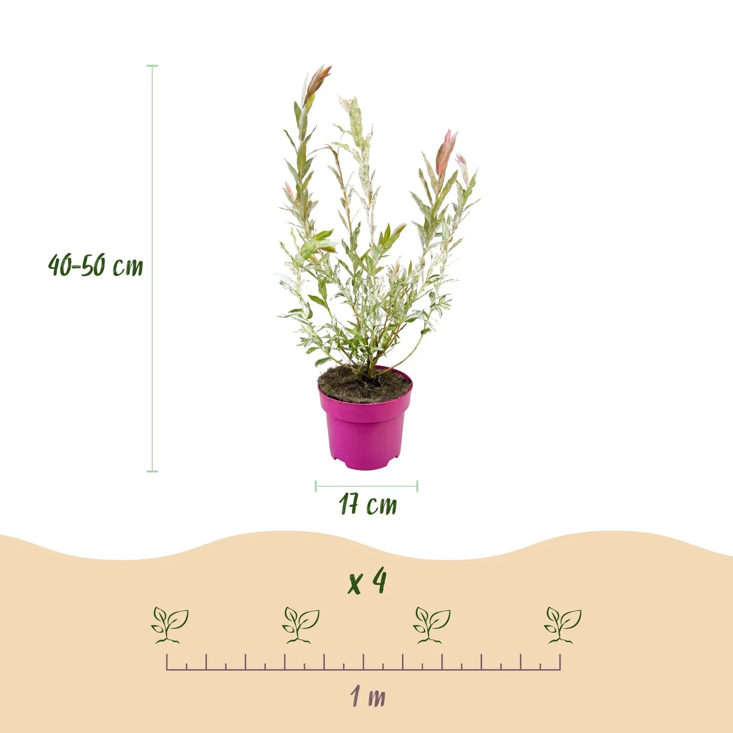 Plant and Stories Saule crevette Flamingo arbuste pot 17 cm panaché