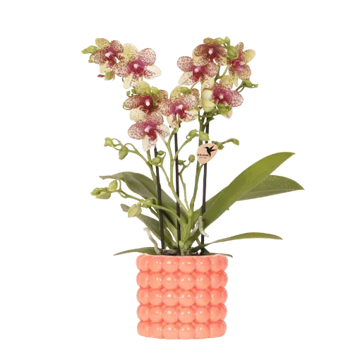 Plant and Stories Grosetto orchidée phalaenopsis orange pot 9 cm